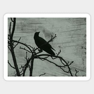 Grey Crow Sticker